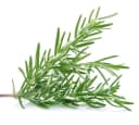 ROSEMARY